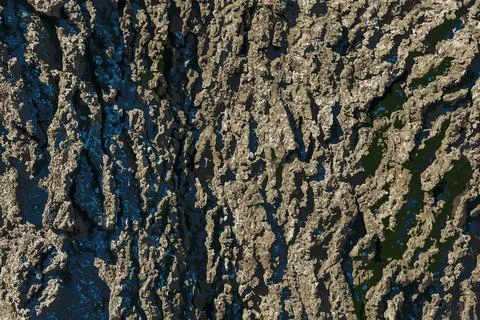 Vector illustration of Hackberry bark texture. The texture of the Hackberry.. Stock Illustration