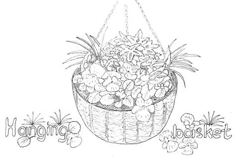 Vector Illustration. Hand drawing Hanging basket flowers. Line art with white Stock Illustration