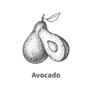 Vector illustration hand-drawn avocado Stock Illustration