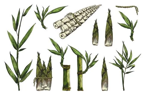 Vector illustration of hand drawn bamboo plant set. Illustrazione stock