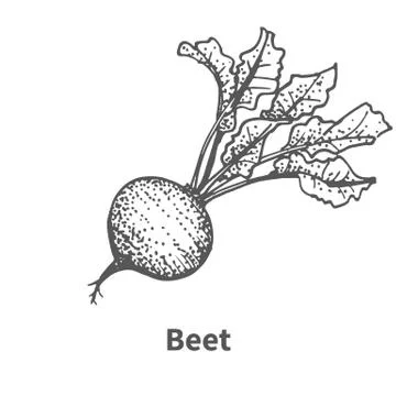 Vector illustration hand-drawn beet Illustrazione stock