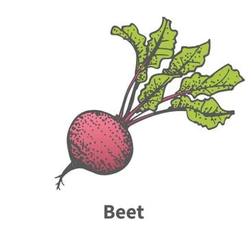 Vector illustration hand-drawn beet with tops Stock Illustration