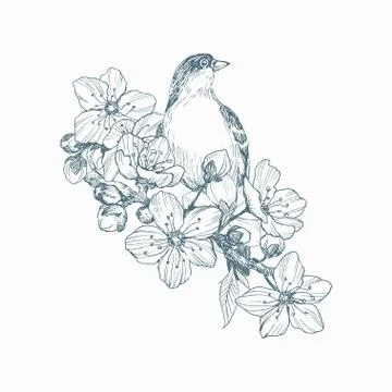 Vector illustration of hand drawn bird on blooming brunch. Graphic style Stock Illustration