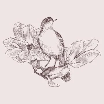 Vector illustration of hand drawn bird on magnolia blooming brunch. Graphic Stock Illustration