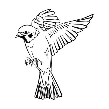 Vector illustration hand drawn bird in flight, line art Stock Illustration