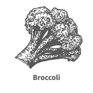 Vector illustration hand-drawn broccoli Stock Illustration