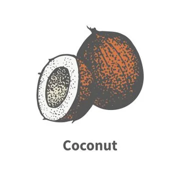 Vector illustration hand-drawn brown ripe coco Stock Illustration