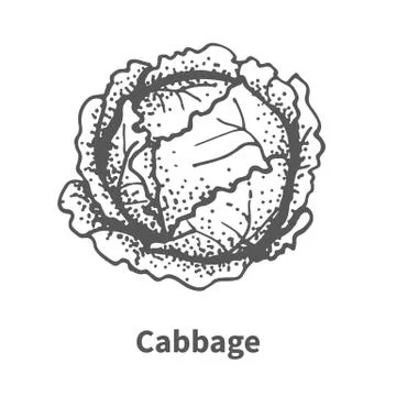 Vector illustration hand-drawn cabbage Stock Illustration