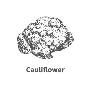 Vector illustration hand-drawn cauliflower Stock Illustration