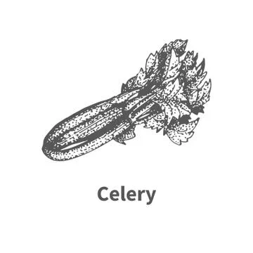 Vector illustration hand-drawn celery Stock Illustration