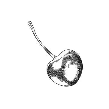 Vector illustration of hand drawn cherry berry in sketch style. Stock Illustration