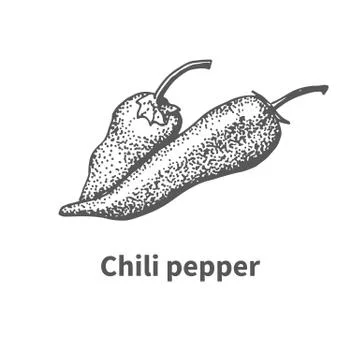 Vector illustration hand-drawn chili pepper Stock Illustration