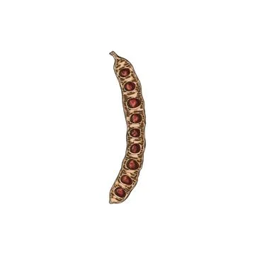 Vector illustration of hand drawn color sketch of open carob pod with seeds. Stock Illustration