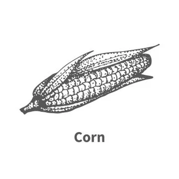Vector illustration hand-drawn corn Stock Illustration