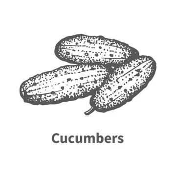 Vector illustration hand-drawn cucumbers Stock Illustration