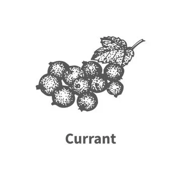 Vector illustration hand-drawn currant Illustrazione stock