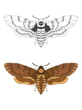 Vector illustration with hand drawn dead head moth. Stock Illustration