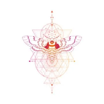 Vector illustration with hand drawn dead head moth Stock Illustration