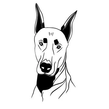 Vector illustration hand drawn doberman in profile ,line art Stock Illustration