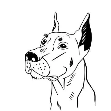 Vector illustration hand drawn doberman Stock Illustration