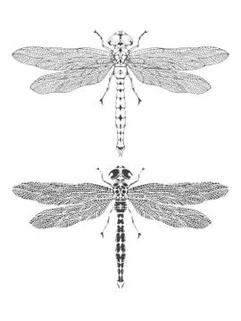 Vector illustration with hand drawn dragonfly.  Stock Illustration