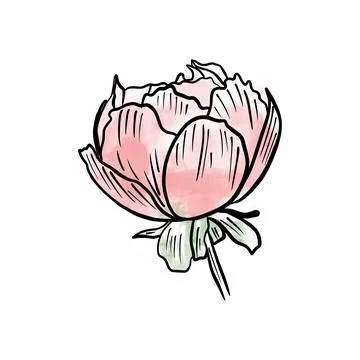 Vector illustration hand drawn flower bud with pink spot, line art Stock Illustration