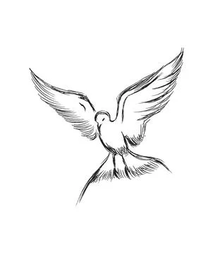 Vector illustration of hand drawn flying black skimmers. Beautiful animal design Illustrazione stock