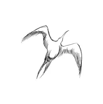 Vector illustration of hand drawn flying black skimmers. Beautiful animal design Stock Illustration