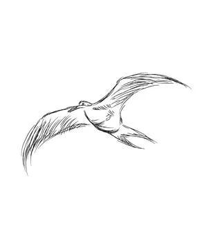 Vector illustration of hand drawn flying black skimmers. Beautiful animal design Stock Illustration