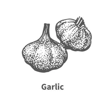 Vector illustration hand-drawn garlic Stock Illustration