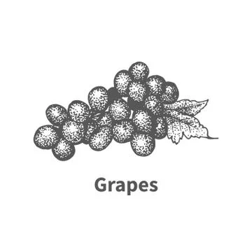 Vector illustration hand-drawn grapes Stock Illustration