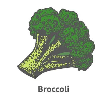 Vector illustration hand-drawn green broccoli tops Stock Illustration