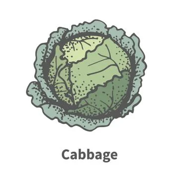 Vector illustration hand-drawn head of cabbage Stock Illustration