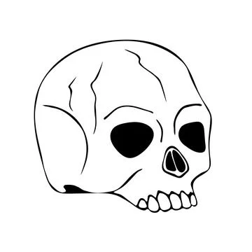 Vector illustration of a hand drawn human skull on a white background. Stock Illustration