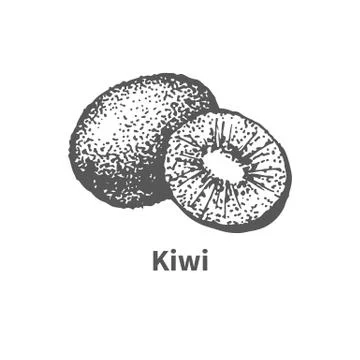 Vector illustration hand-drawn kiwi Stock Illustration