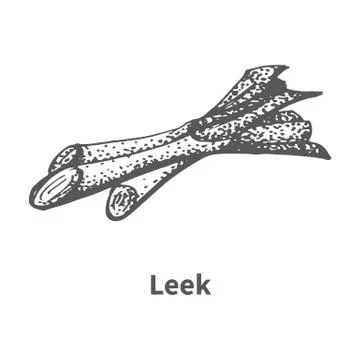 Vector illustration hand-drawn leek Stock Illustration