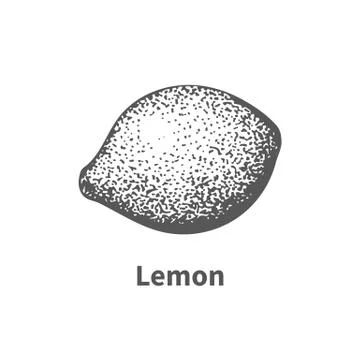 Vector illustration hand-drawn lemon Stock Illustration