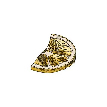 Vector illustration of a hand drawn lemon wedge on an isolated background. Stock Illustration