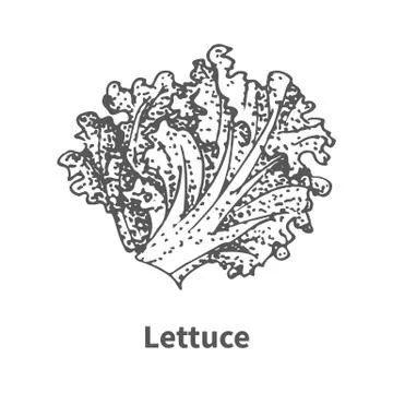 Vector illustration hand-drawn lettuce Stock Illustration