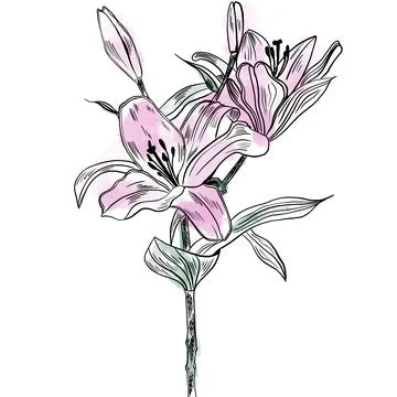 Vector illustration hand drawn lily flower Stock Illustration