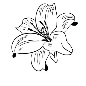 Vector illustration hand drawn lily flower, line art Stock Illustration