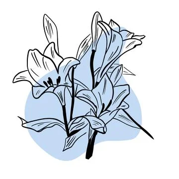 Vector illustration hand drawn lily flower with blue spot, line art Stock Illustration