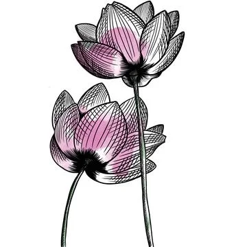 Vector illustration hand drawn lotus flower Stock Illustration