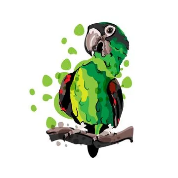 Vector illustration of hand drawn macaw parrot. 스톡 일러스트