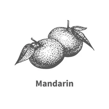 Vector illustration hand-drawn mandarin Stock Illustration