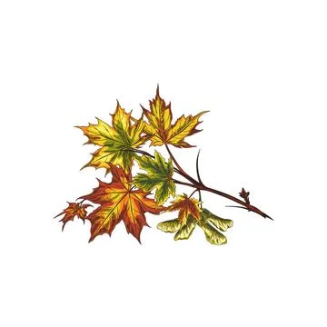 Vector illustration of hand drawn maple tree branch with leaves and seeds. 스톡 일러스트