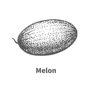 Vector illustration hand-drawn melon Stock Illustration