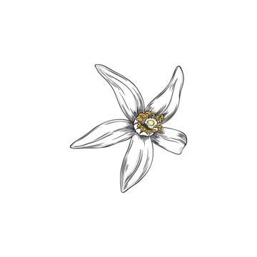 Vector illustration of hand drawn neroli flower on isolated background. Stock Illustration