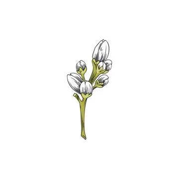Vector illustration of hand drawn neroli citrus tree flower buds. Stock Illustration