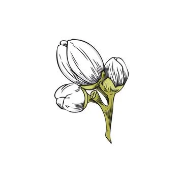 Vector illustration of hand drawn neroli buds on a branch. Stock Illustration